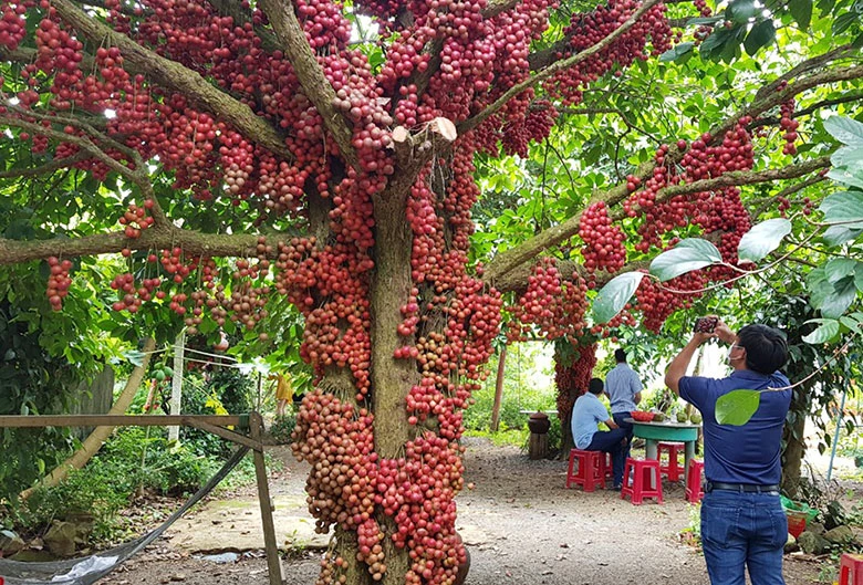 Cao nguyên Vân Hoà - Đà Lạt của Phú Yên