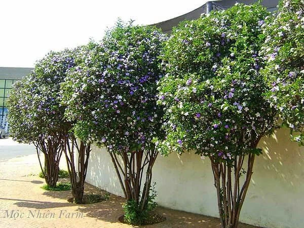 Hoa nhài Nhật (lài Nhật) F1