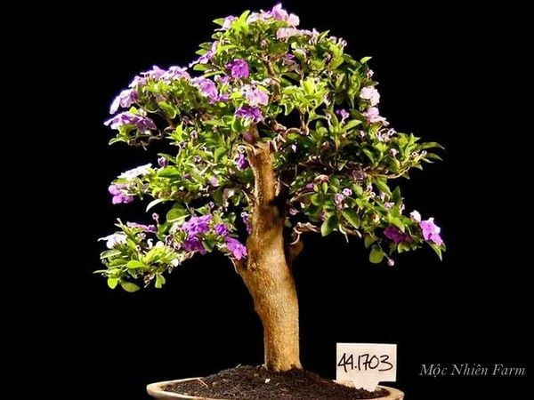 Hoa nhài Nhật (lài Nhật) F1