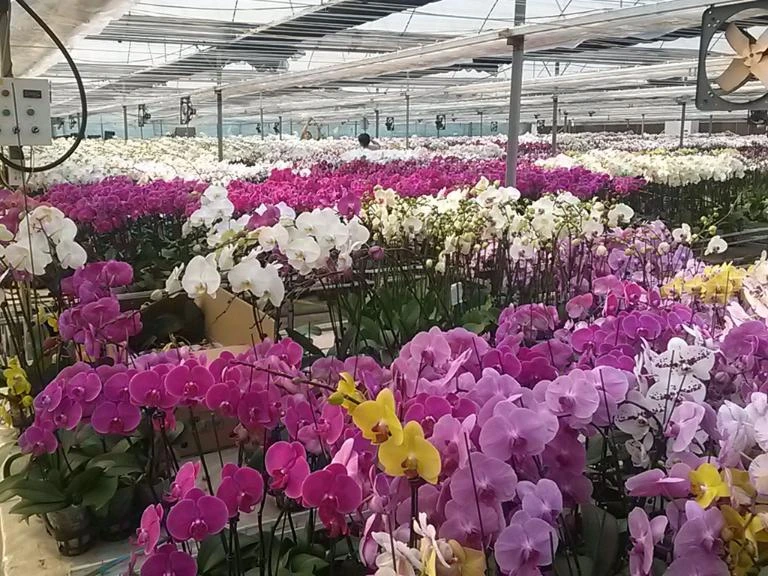 Top 24 vườn hoa Đà Lạt đẹp mê ly được du khách helo88.vina nhất 2024