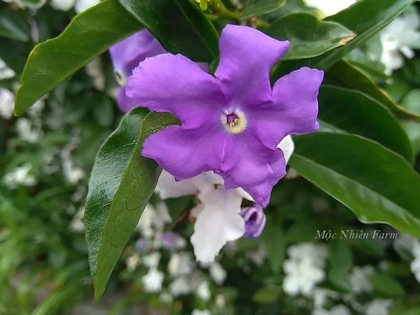 Hoa nhài Nhật (lài Nhật) F1