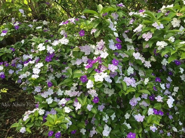Hoa nhài Nhật (lài Nhật) F1