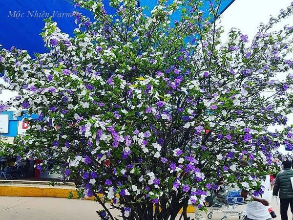 Hoa nhài Nhật (lài Nhật) F1