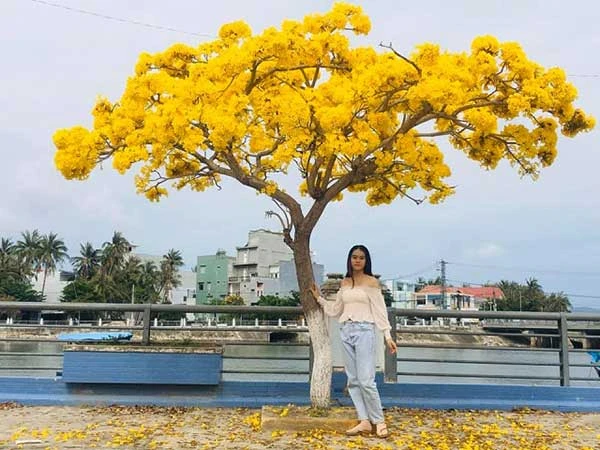 Cây Chuông Vàng - Cách trồng và chăm sóc | Vườn Ươm số 1