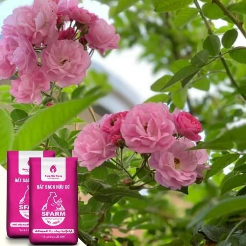 Tầm xuân là cây gì? Cách trồng nhanh cho hoa nhất
