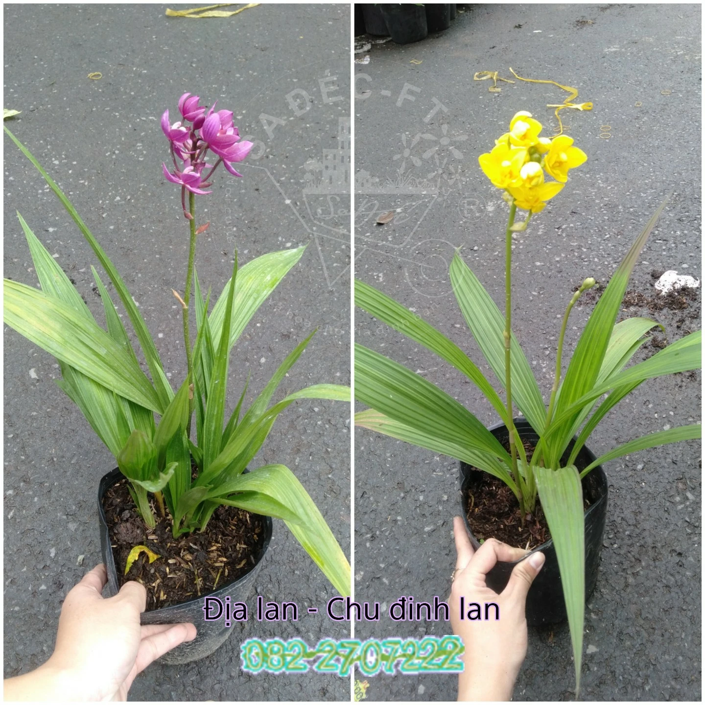 Địa Lan- Chu Đinh Lan: Đặc điểm, công dụng, cách trồng và chăm sóc.