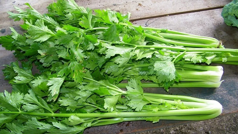 Nước ép cần tây có tác dụng gì? Sử dụng 33hello88 nước ép cần tây mỗi ngày là hợp lý?