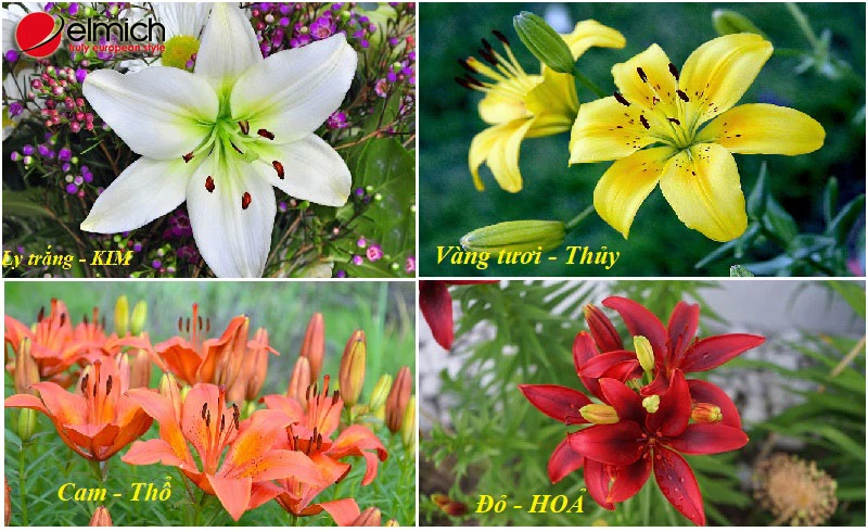 Hoa ly - ý nghĩa phong thủy và cách chọn màu hoa hợp mệnh