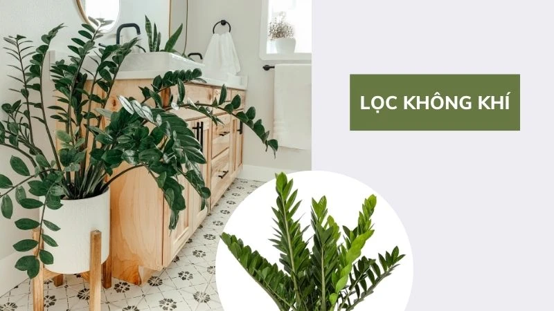 8 Lợi ích của cây kim tiền đối với sức khoẻ bạn nên biết