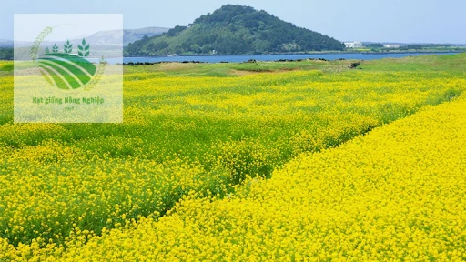 Hạt giống hoa cải vàng