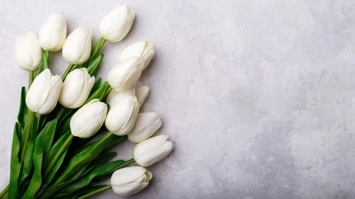 Hình ảnh đẹp lung linh của hoa Tulip trắng