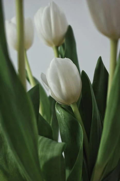 Hình ảnh đẹp lung linh của hoa Tulip trắng