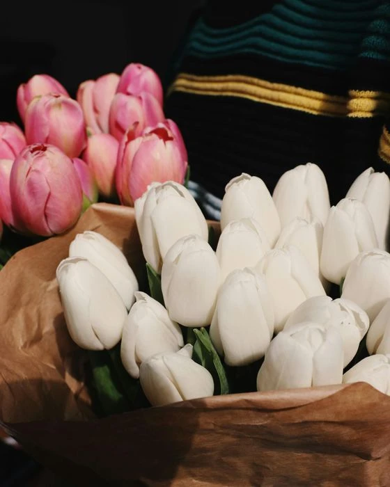 Hình ảnh đẹp lung linh của hoa Tulip trắng