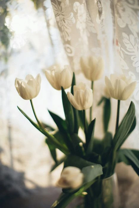 Hình ảnh đẹp lung linh của hoa Tulip trắng