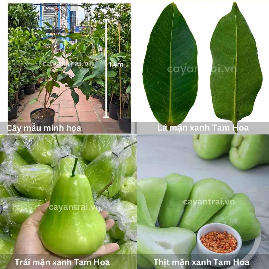 Mận Tam Hoa Giống Mận Dễ Trồng Tại Nhà Phổ Biến Tại Hoàng Long