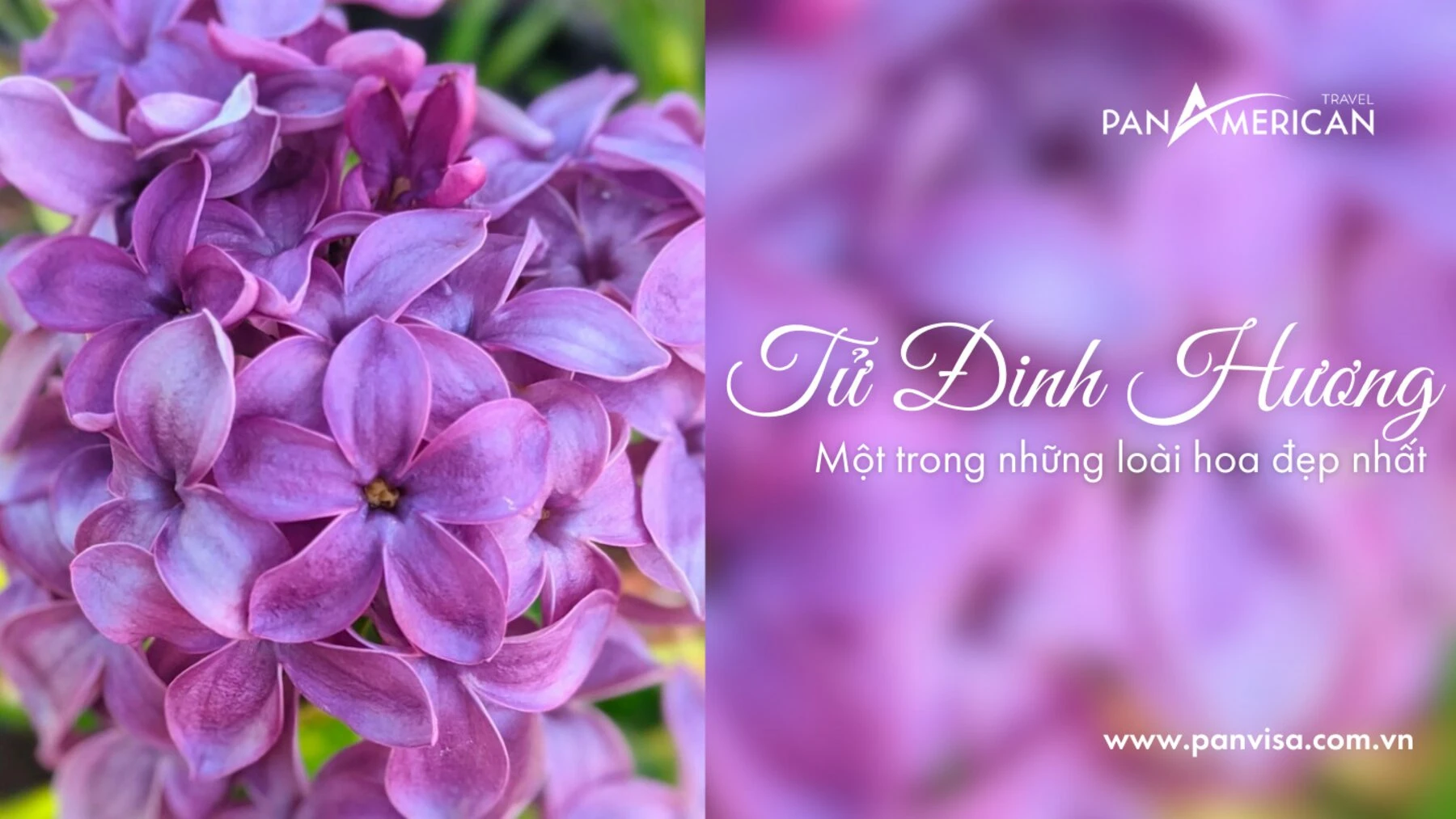 Top 15 loài hoa đẹp nhất thế giới