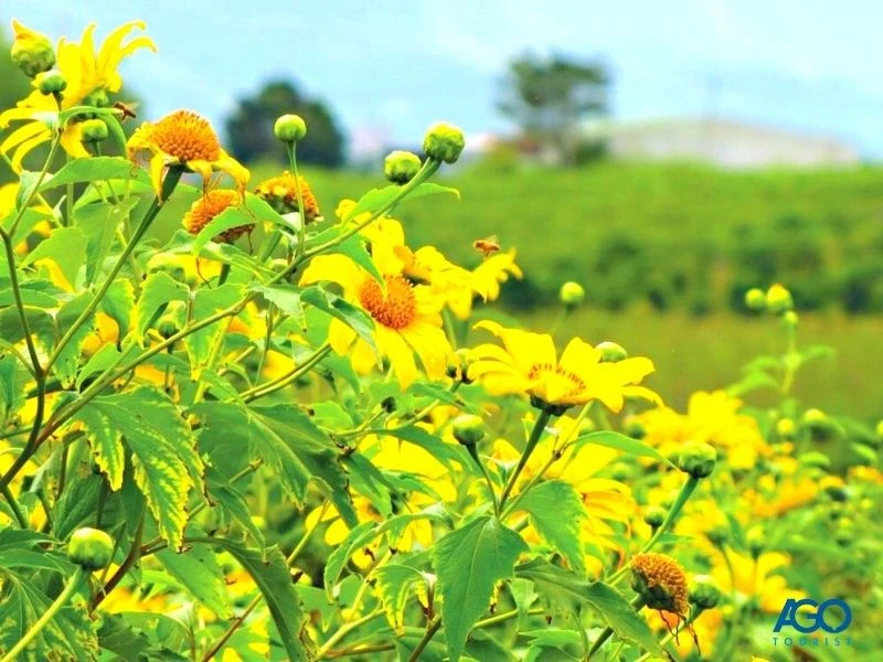 7 88hello88 ngắm hoa dã quỳ Đà Lạt đẹp nhất năm 2024