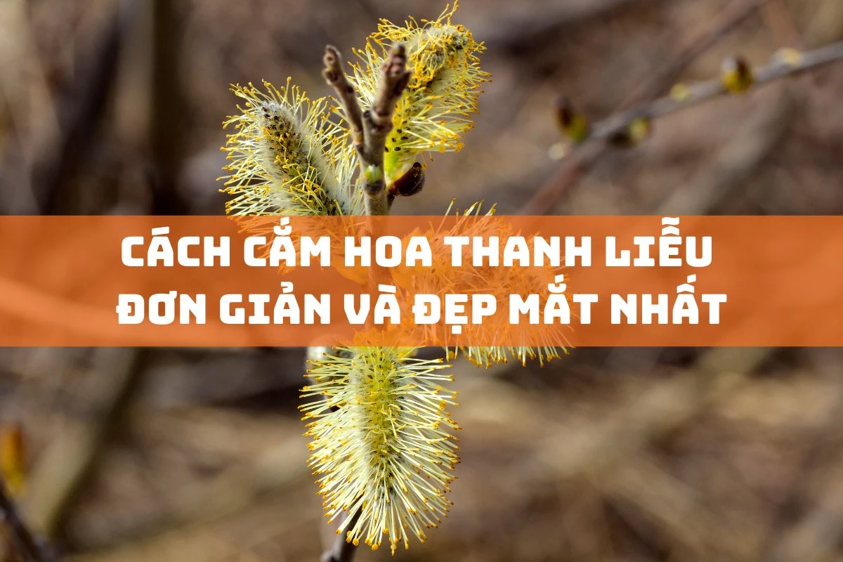 Cách Cắm Hoa Thanh Liễu Đơn Giản Và Đẹp Mắt Nhất
