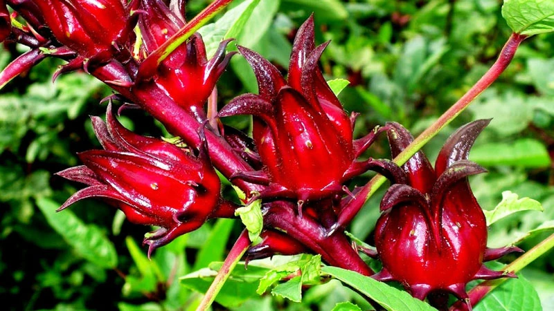 Hoa Atiso đỏ: Thông tin về tác dụng và lưu ý khi sử dụng