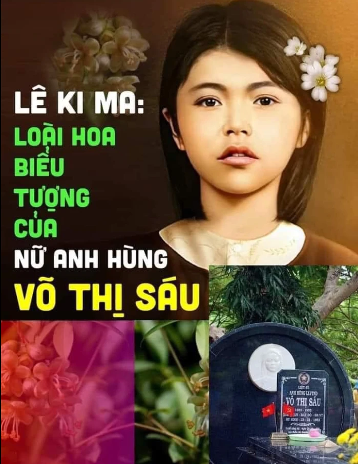 LÊ KI MA: LOÀI HOA BIỂU TƯỢNG CỦA NỮ ANH HÙNG VÕ THỊ SÁU