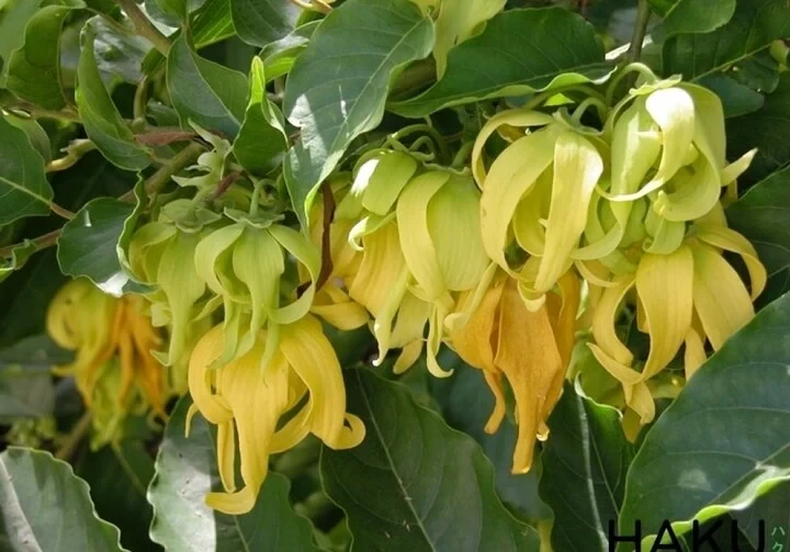 Có nên trồng cây hoa dẻ trước nhà?