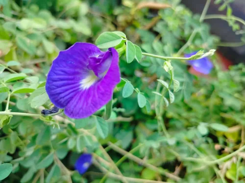 Trà hoa đậu biếc: Giảm căng thẳng và lo âu hiệu quả