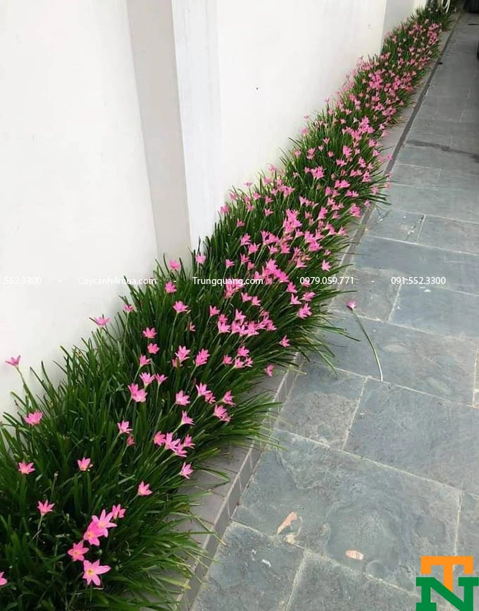 Cây Huệ Mưa (Tóc Tiên)