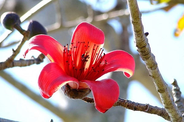 Cây hoa gạo: Hình ảnh, đặc điểm, ý nghĩa loài hoa của tháng 3