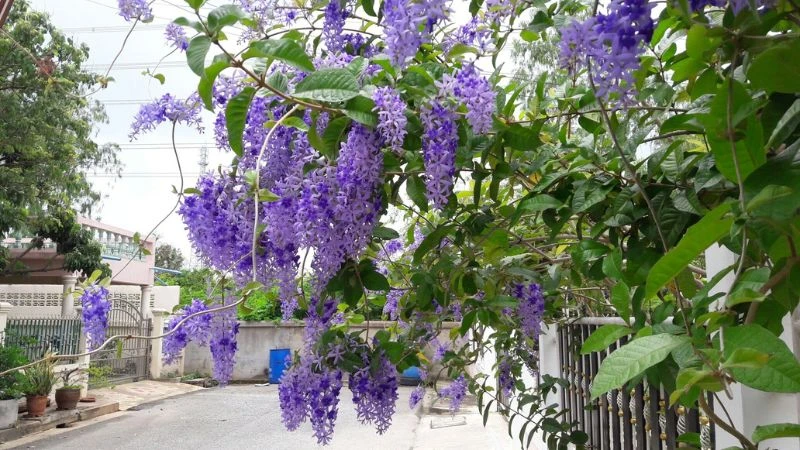Cây mai xanh Thái là cây gì? Đặc điểm và ý nghĩa của cây mai xanh