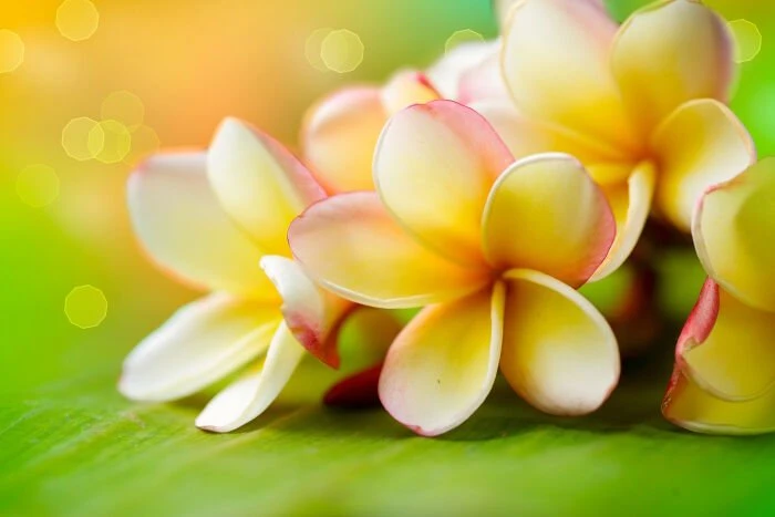Khám Phá Vẻ Đẹp Hoa Đại Trong Cuộc Sống