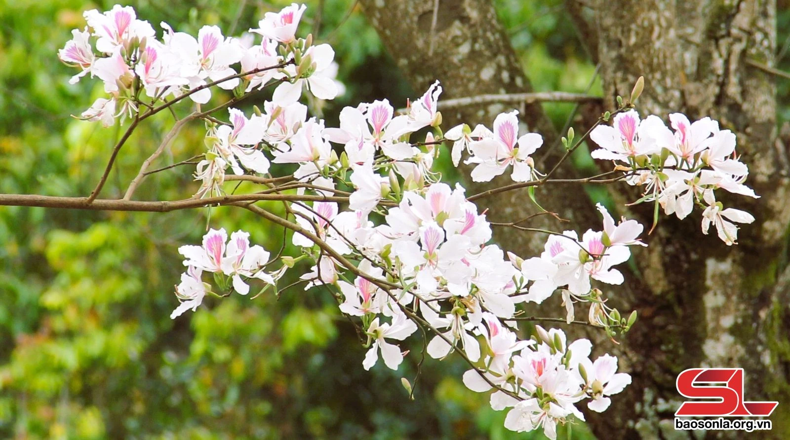 Hoa ban khoe sắc trên phố