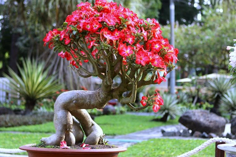 Ý nghĩa của hoa đại (hoa sứ) trong phong thủy như thế nào?