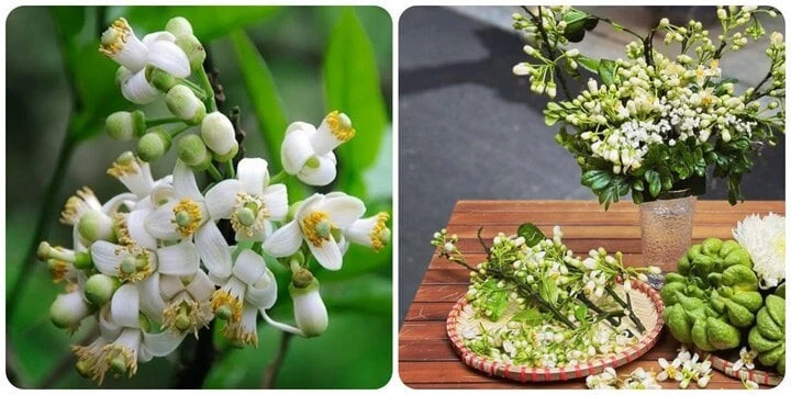 Những tác dụng bất ngờ của hoa bưởi với sức khoẻ