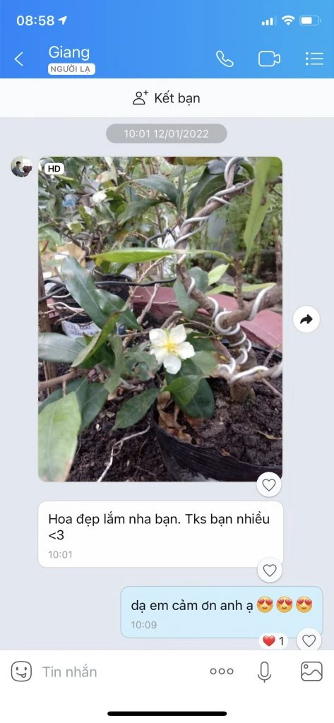 Mai Trắng (Bạch mai)