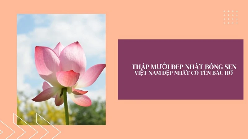 Biểu tượng Quốc hoa của heloo88 là hoa nào?