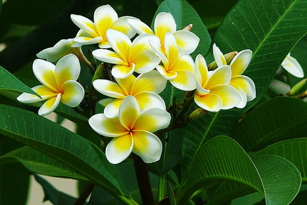 Ý nghĩa của hoa đại (hoa sứ) trong phong thủy như thế nào?