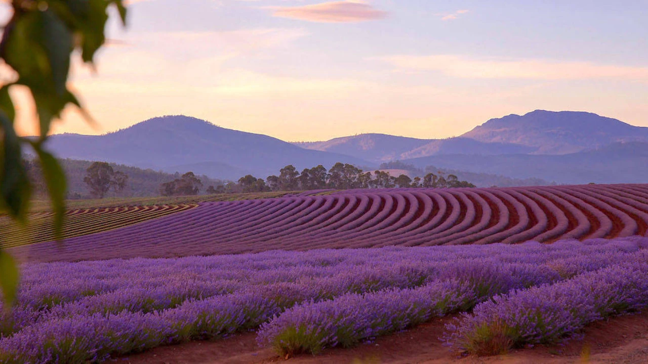6 vườn lavender đẹp nhất nước Úc - Fantasea Travel