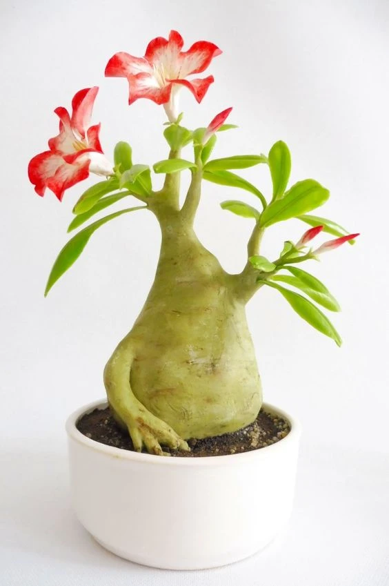 Ý nghĩa của hoa đại (hoa sứ) trong phong thủy như thế nào?