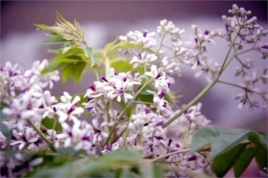 Tổng hợp ý nghĩa và công dụng của hoa xoan mới nhất năm 2022