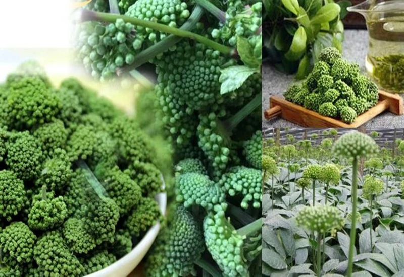 Nụ hoa tam thất và những tác dụng helloo88 phổ biến