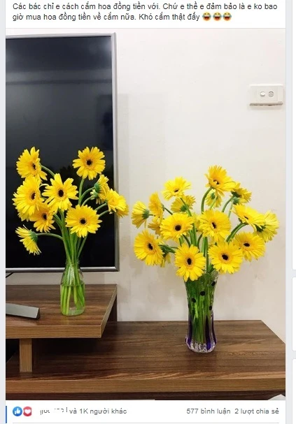 Chinh phục loài hoa đồng tiền