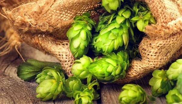 Hoa Houblon (hoa bia) - Bí mật chưa ai kể