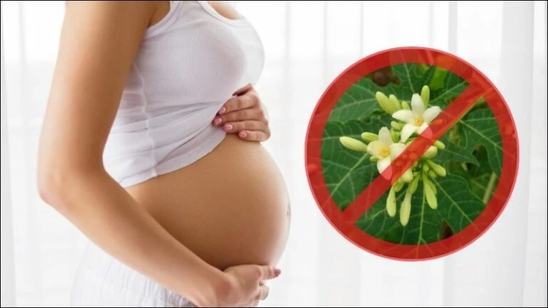 Công dụng của hoa đu đủ đực là gì? Ai không nên uống hoa đu đủ đực?