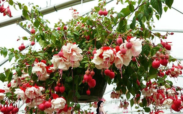 Hoa Lồng Đèn | Đặc Điểm - Ý Nghĩa và cách Chăm Sóc chúng