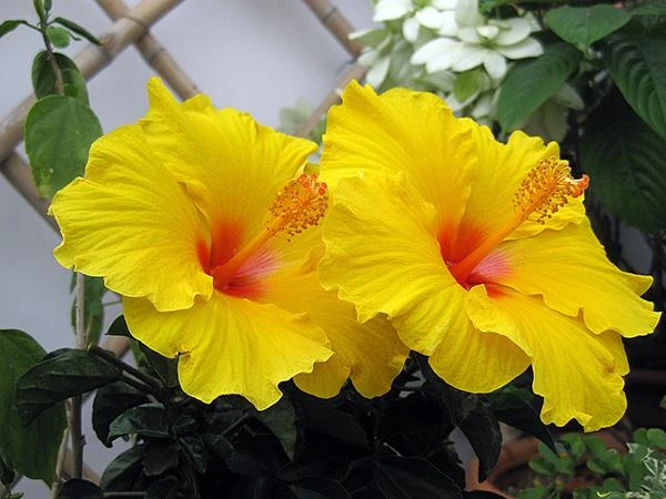 Ý Nghĩa Loài Hoa Râm Bụt - Saigon Roses Blog