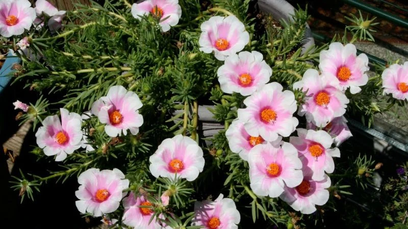 Ý nghĩa hoa sam, hình ảnh đẹp, cách trồng, chăm sóc helloo88