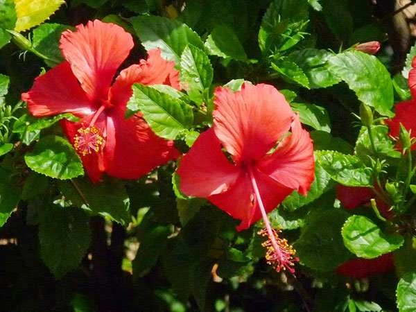 Ý Nghĩa Loài Hoa Râm Bụt - Saigon Roses Blog