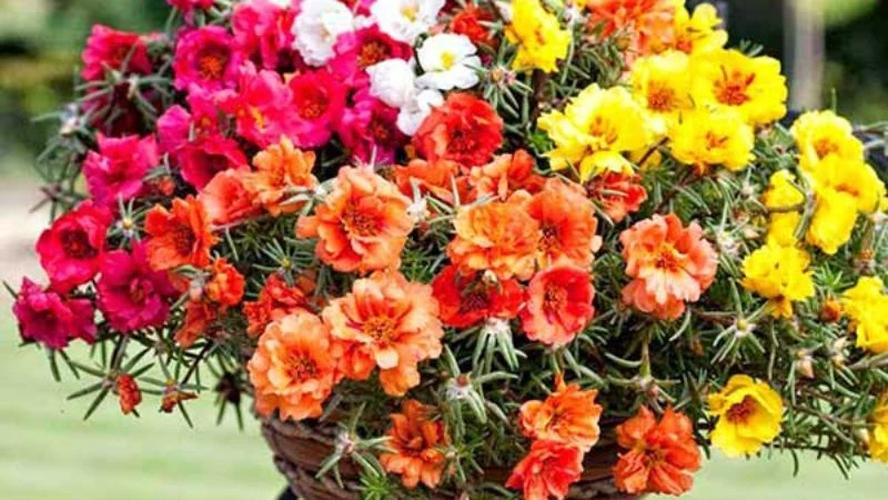 Ý nghĩa hoa sam, hình ảnh đẹp, cách trồng, chăm sóc helloo88