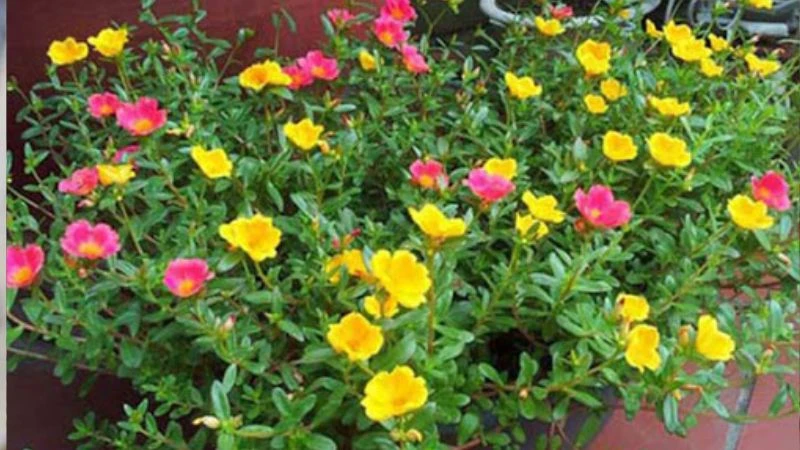 Ý nghĩa hoa sam, hình ảnh đẹp, cách trồng, chăm sóc helloo88
