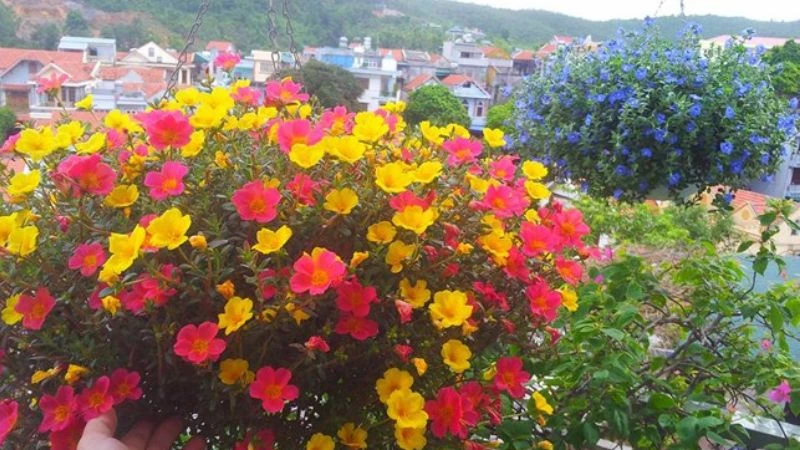 Ý nghĩa hoa sam, hình ảnh đẹp, cách trồng, chăm sóc helloo88